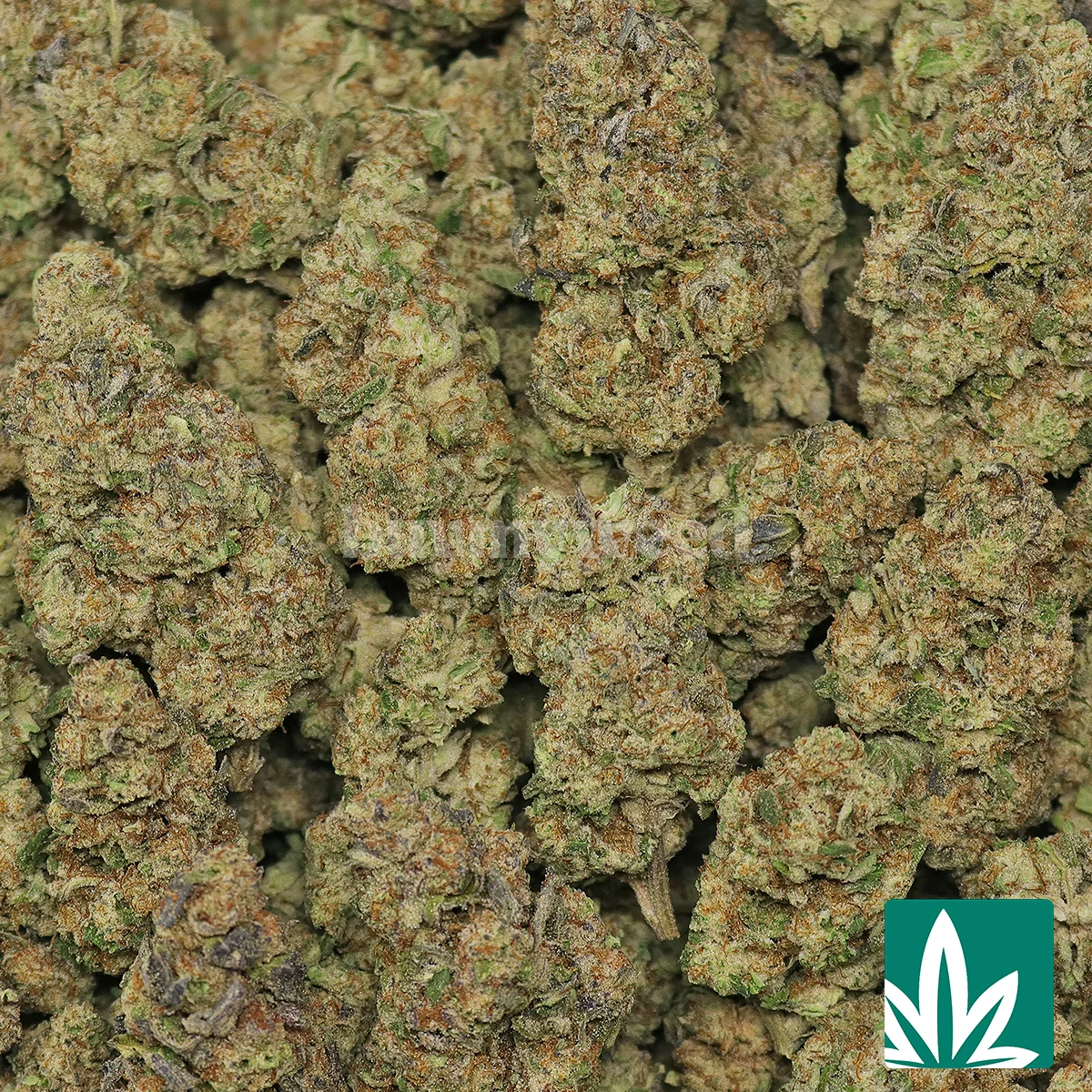 Astroboy Strain - Image 2