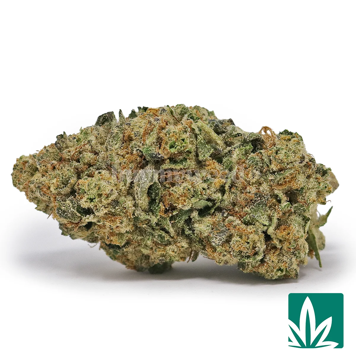Astroboy Strain