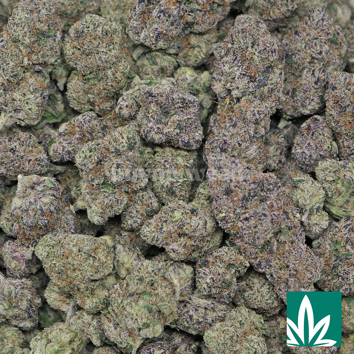 Bubblegum Gelato - Image 2