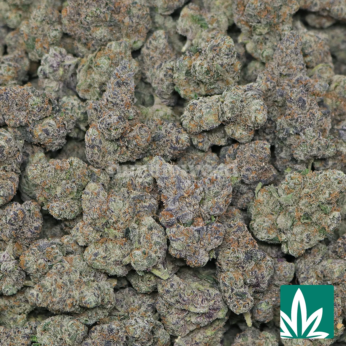 Blue Nerdz - Image 2