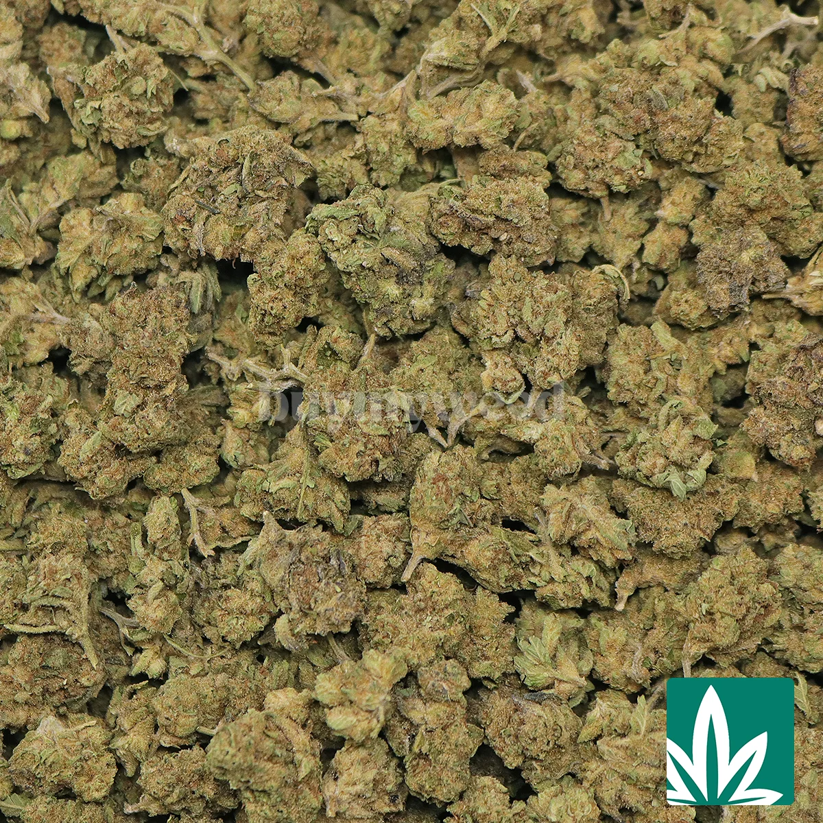 Candy Gas ‘Smalls’ - Image 2