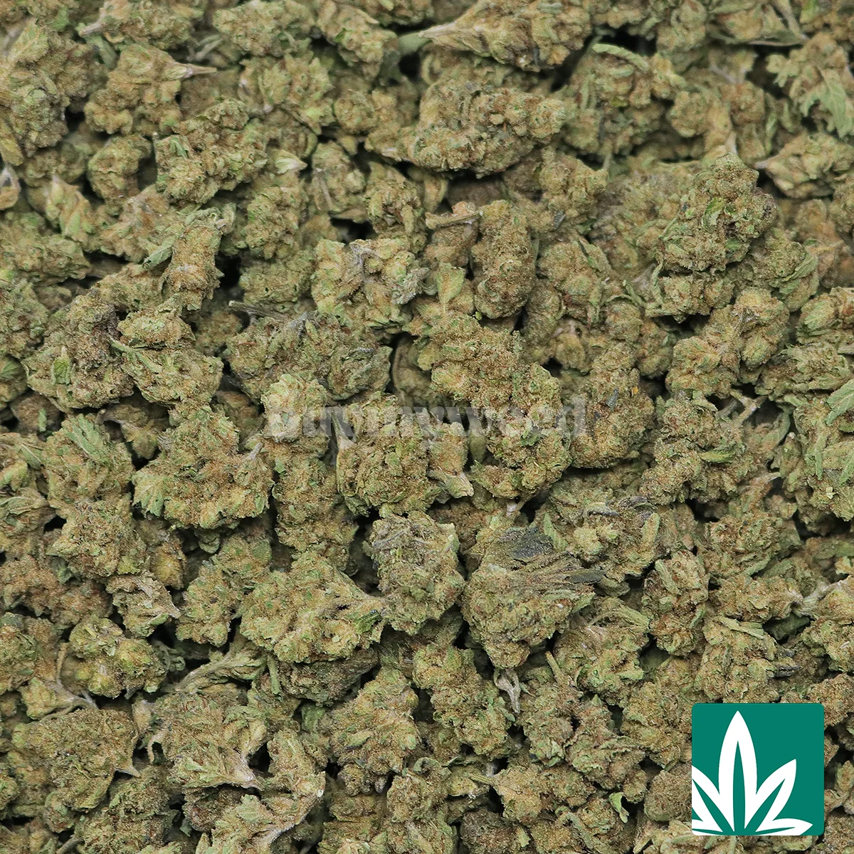 Candy Gelato ‘Smalls’ - Image 2