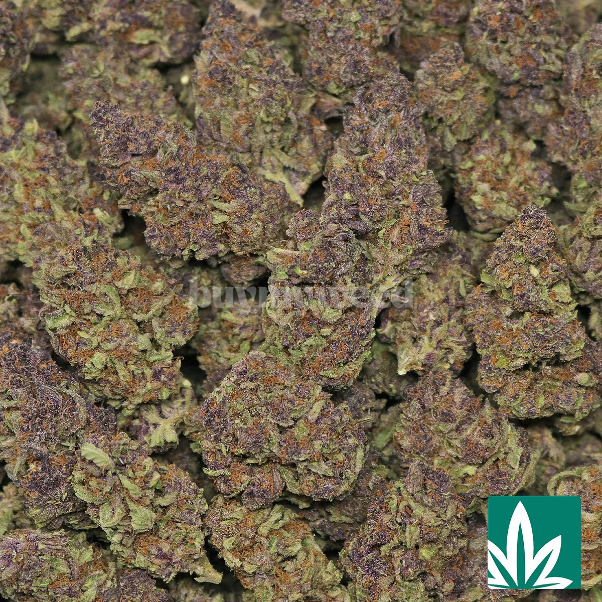 Forbidden Fruit - Image 2