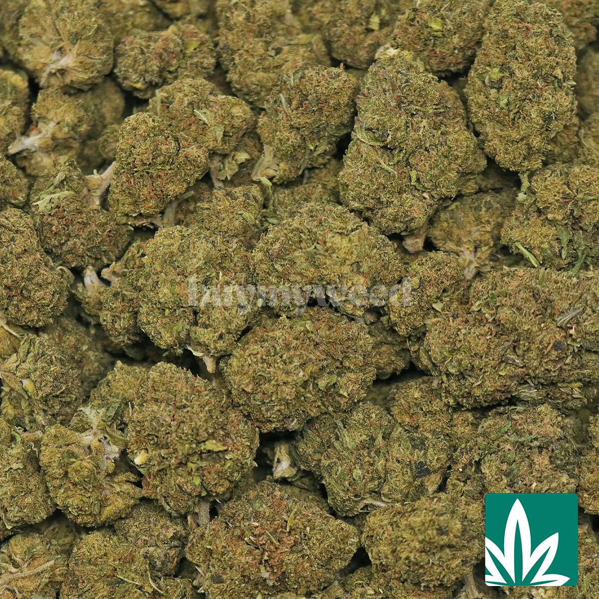 Gelato 33 - Image 2