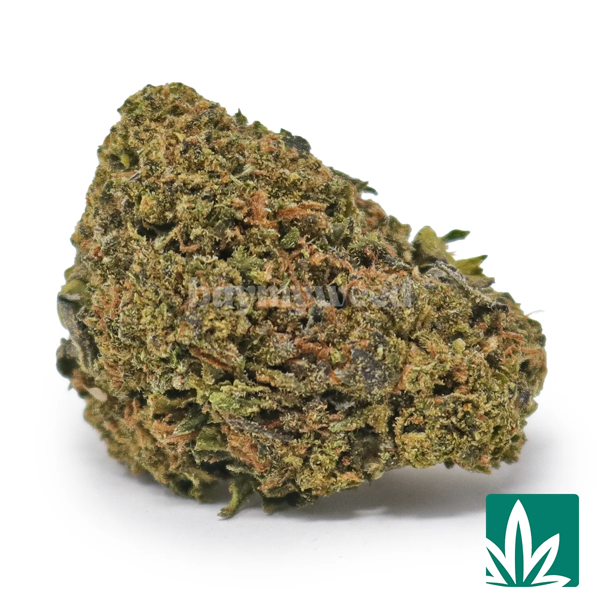 Gelato 33