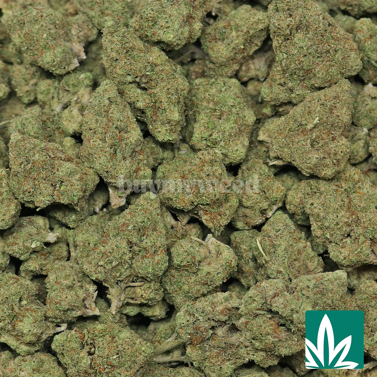 Hardcore OG - Image 2