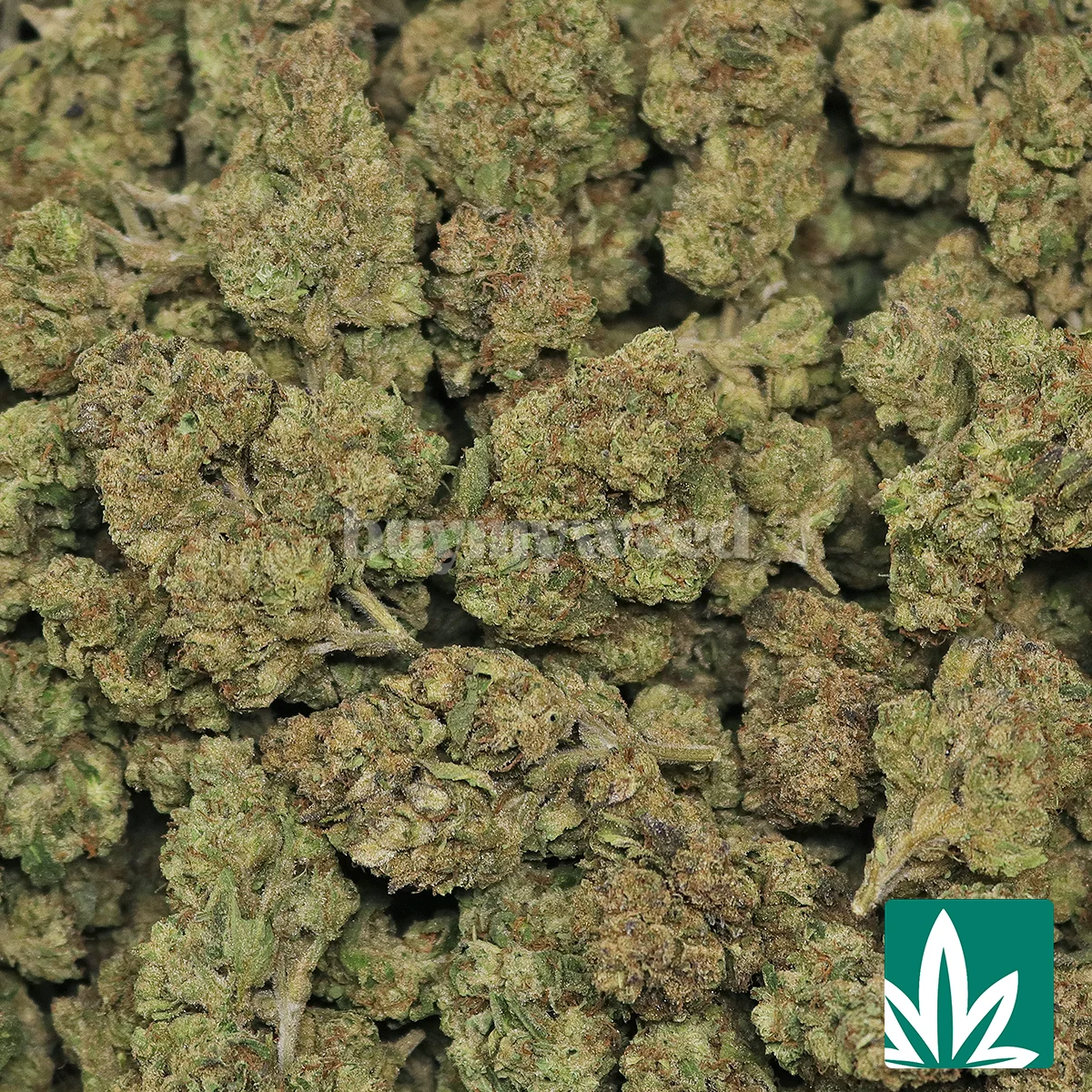 Lemon Cherry Gelato - Image 2