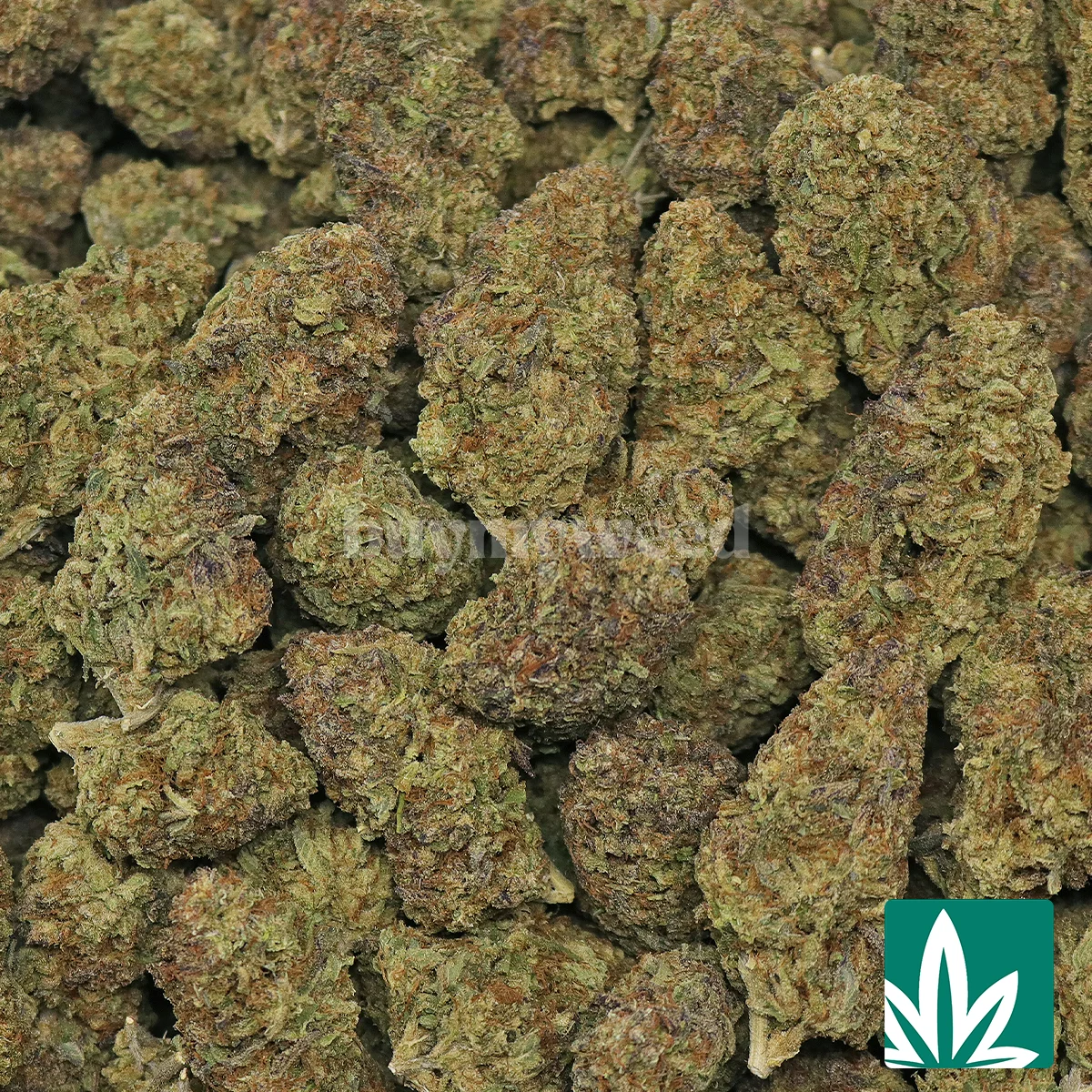Lemon Haze - Image 2