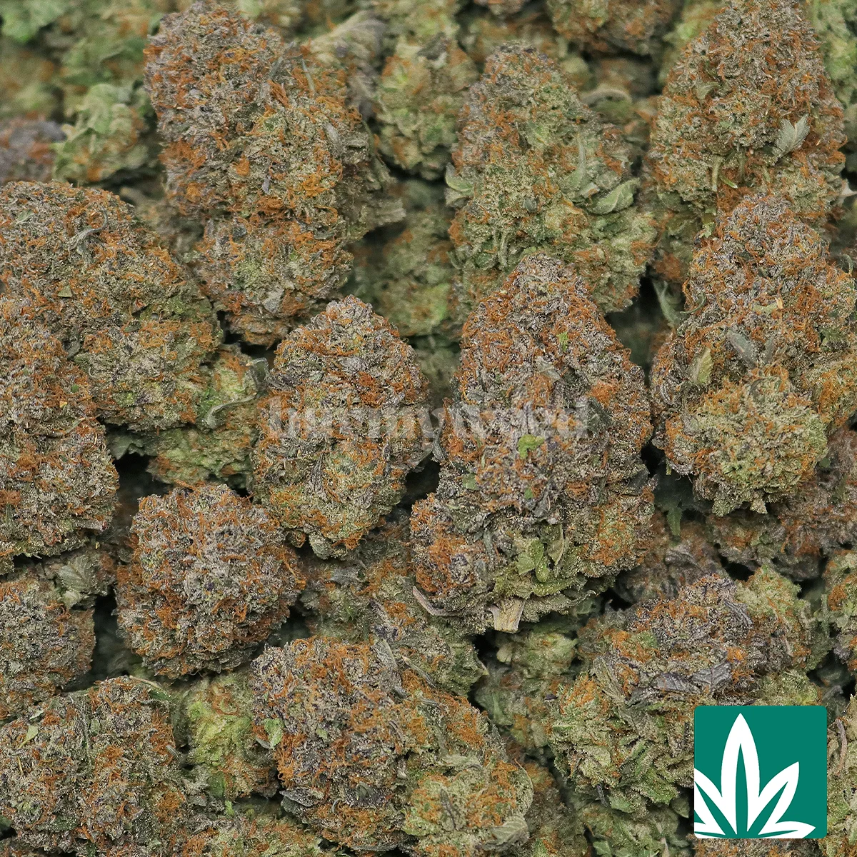 Platinum Kush - Image 2