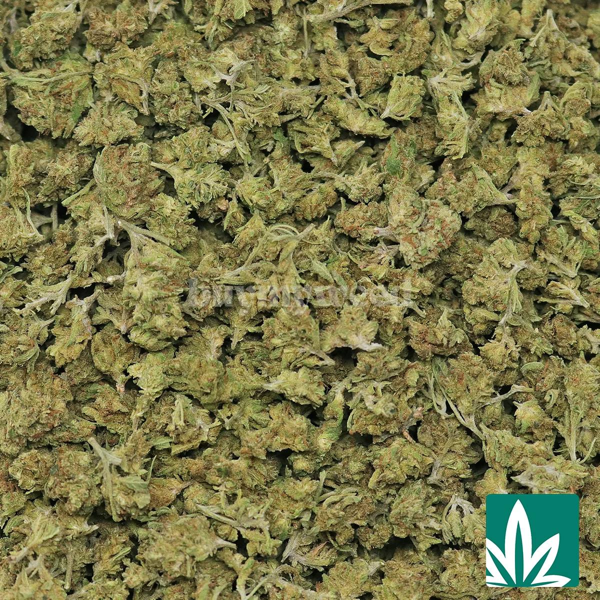Super Lemon Haze ‘Smalls’ - Image 2